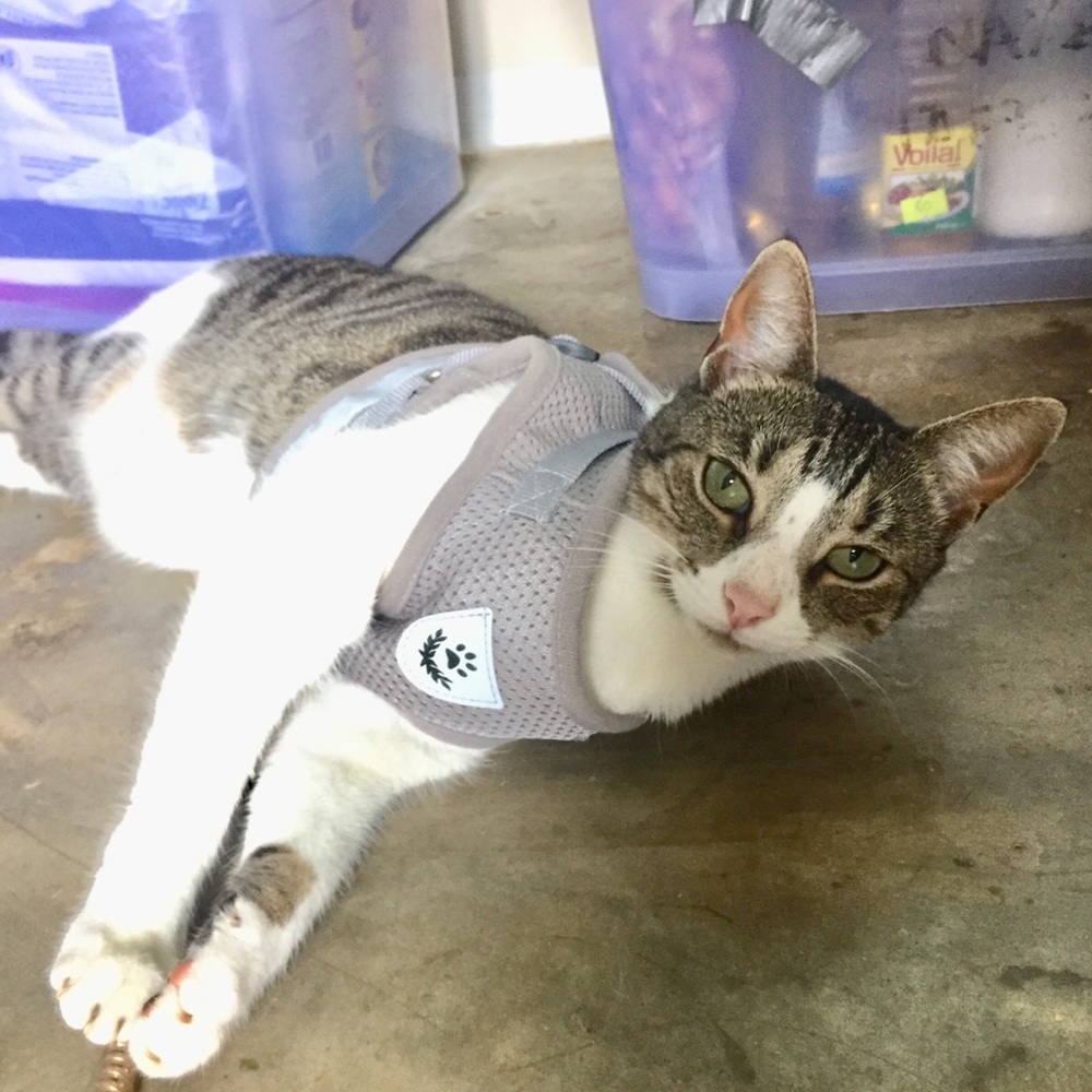 Meet your Posher, Kat🐱